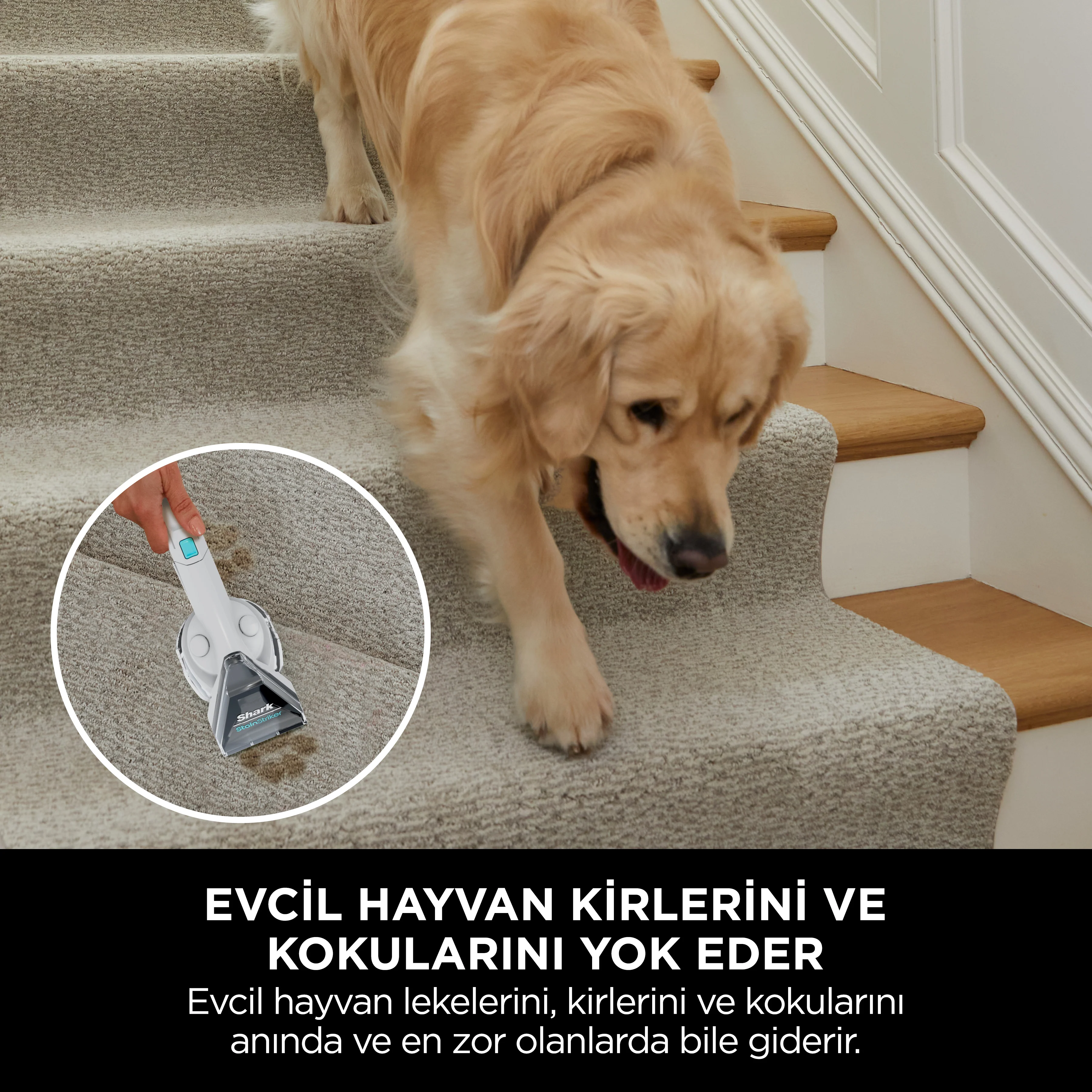 Shark StainStriker – Pet Başlıklı, Koltuk Yıkama ve Leke Çıkarma Makinesi - Image 3